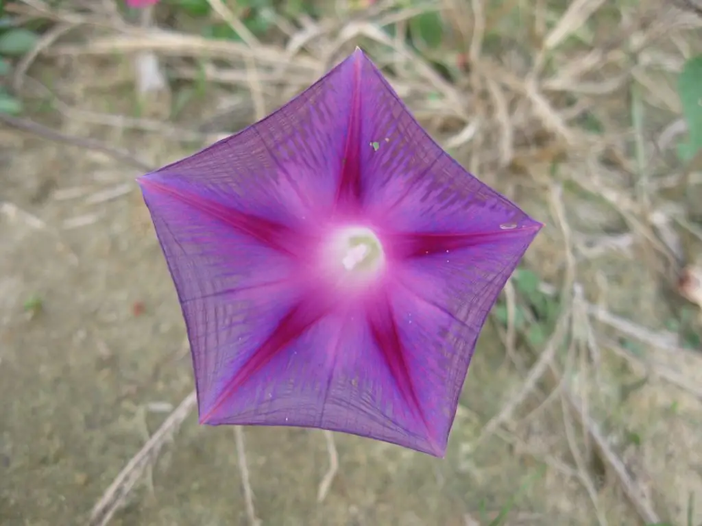 Fleur - pentagone régulier