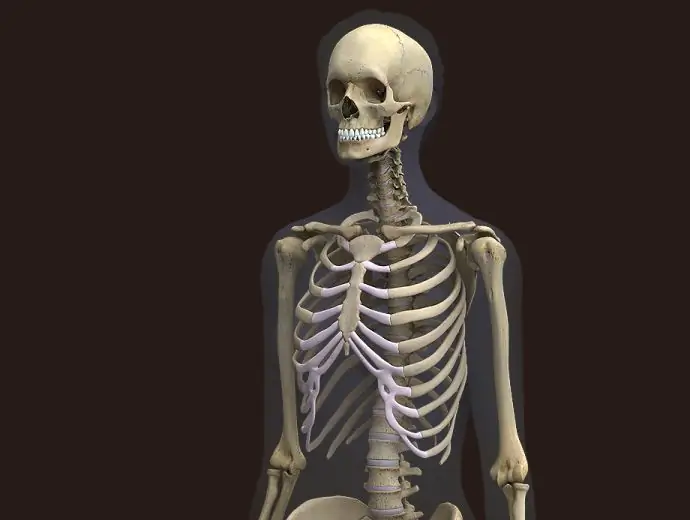 human skeleton