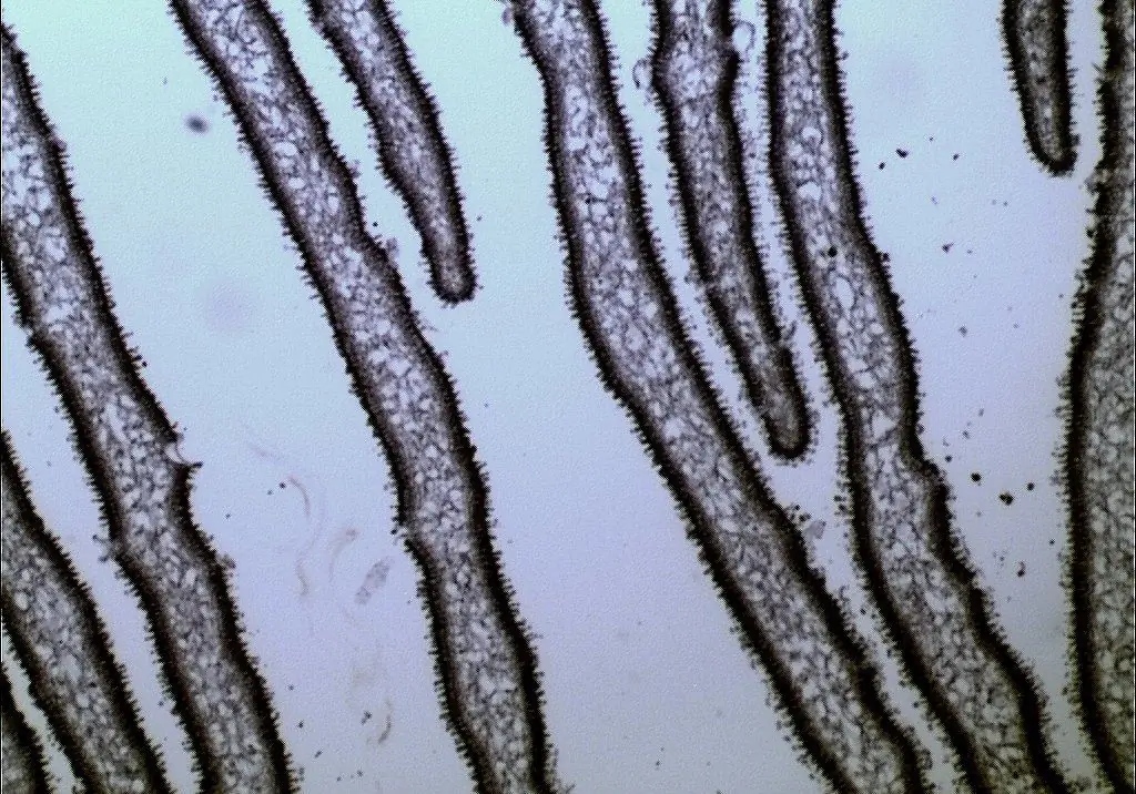 कवक hyphae