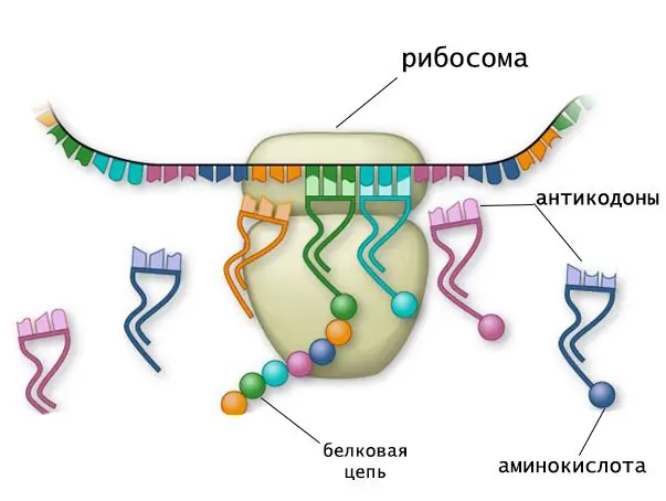 μετάφραση που περιλαμβάνει tRNA