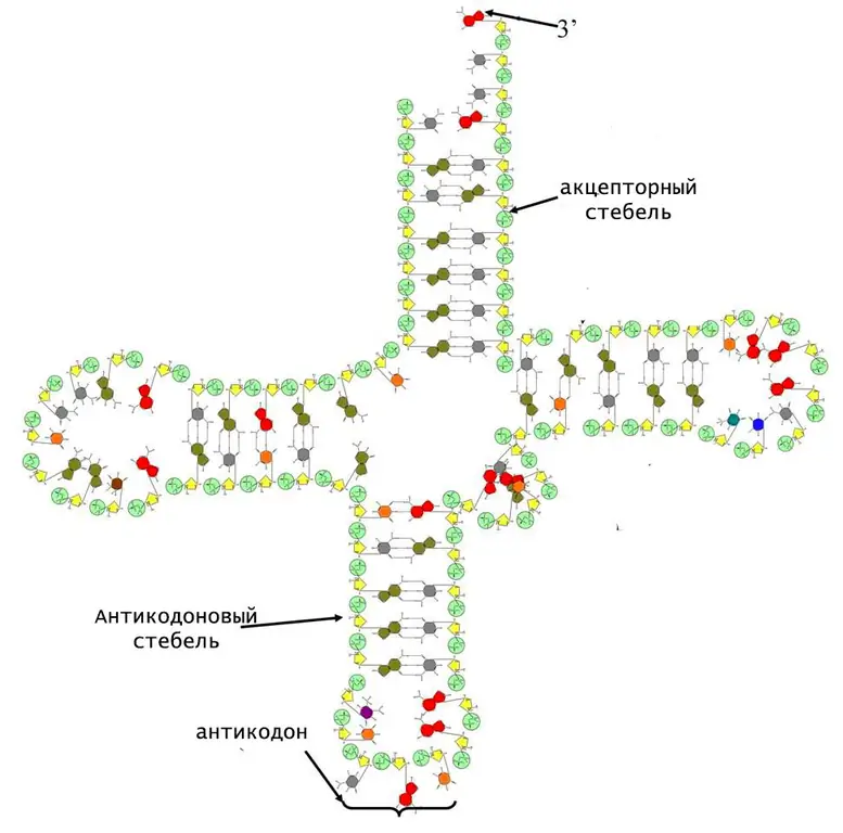 struktur molekul tRNA