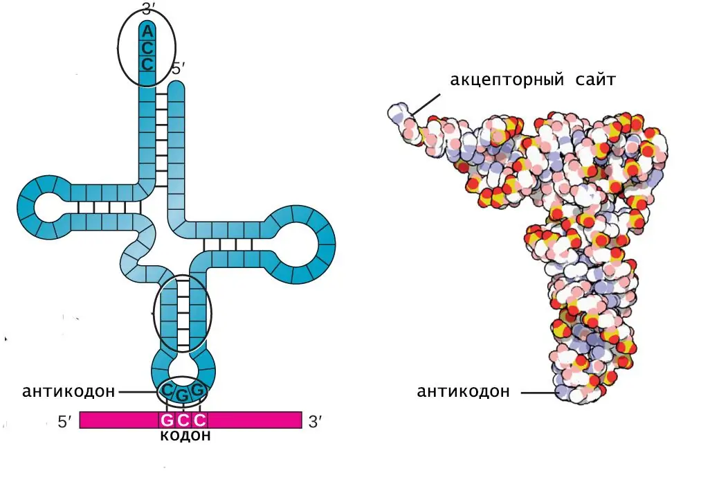 sekundära och tertiära strukturer av tRNA