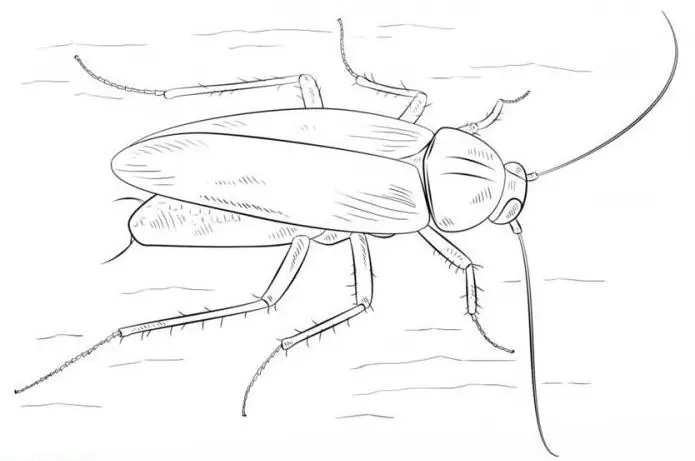 come disegnare uno scarafaggio con una matita passo dopo passo per i bambini