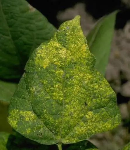 klasifikasi virus biologi