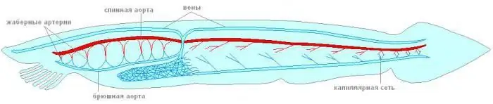 lanceletning qon aylanish tizimining tuzilishi