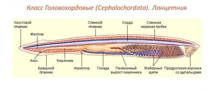 prisiminti lancetinio kraujotakos sistemos sandarą