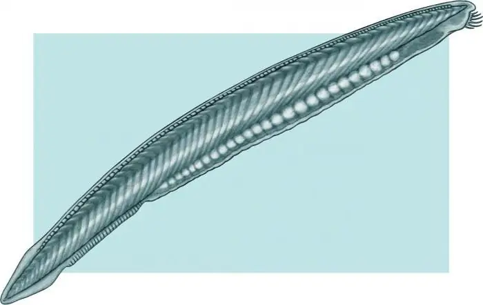 remember the structure of the circulatory system of the lancelet compare