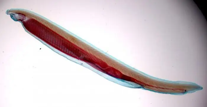 circulatory system of lancelet and bony fish