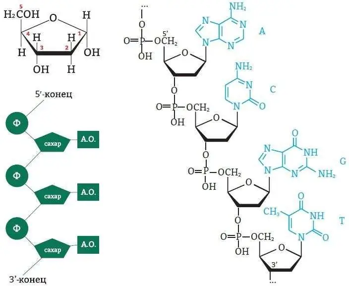 Các thành phần của DNA