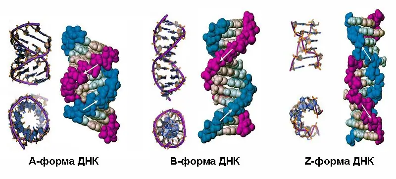 Shapes of the DNA double helix