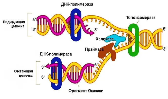 DNA replikasyonu diyagramı