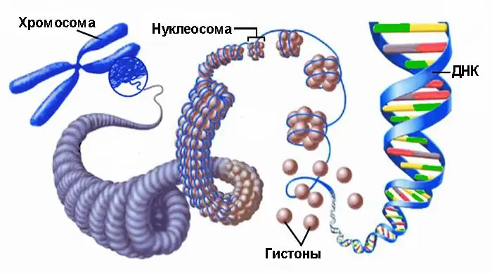 דחיסה של DNA