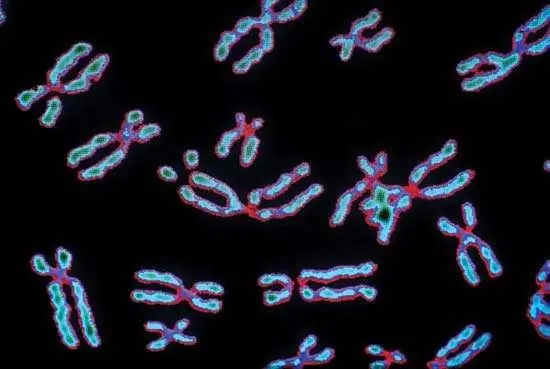 Photo de chromosomes