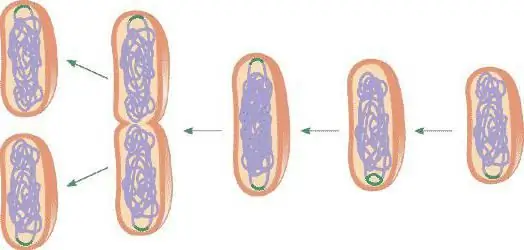 میتوز سلولی