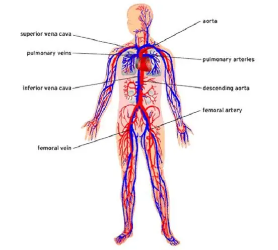 the circulatory system of organs first appeared in representatives of the type