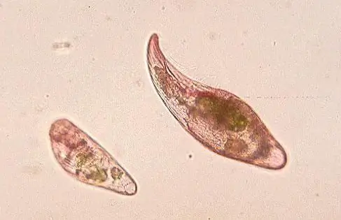 protista adalah