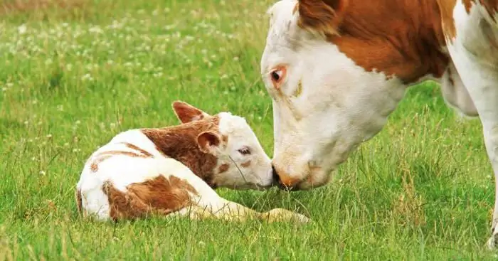 Ethologie die Wissenschaft vom Verh alten der Tiere