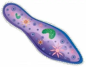 ประเภท ciliate